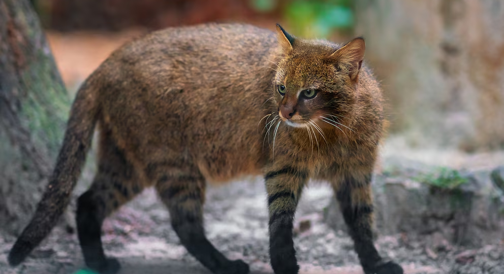 🐱Колоколо-пампасская кошка: уникальная и неизвестная порода
