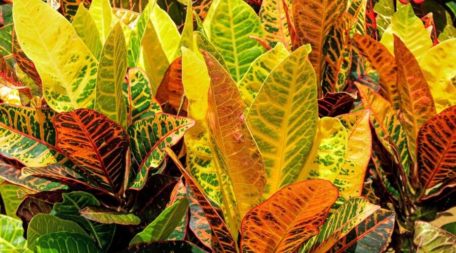    Кодиеум Фото: по лицензии CC0 Pxhere.com