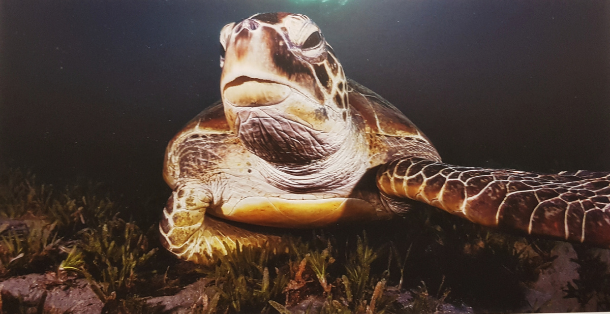 Селфи черепахи. Фотограф Рената Ромео (Италия). Все фото в публикации сделаны автором канала 13.12.25 с экспозиции выставки в переходе от станции "Динамо" на станцию "Петровский парк" БКЛ 