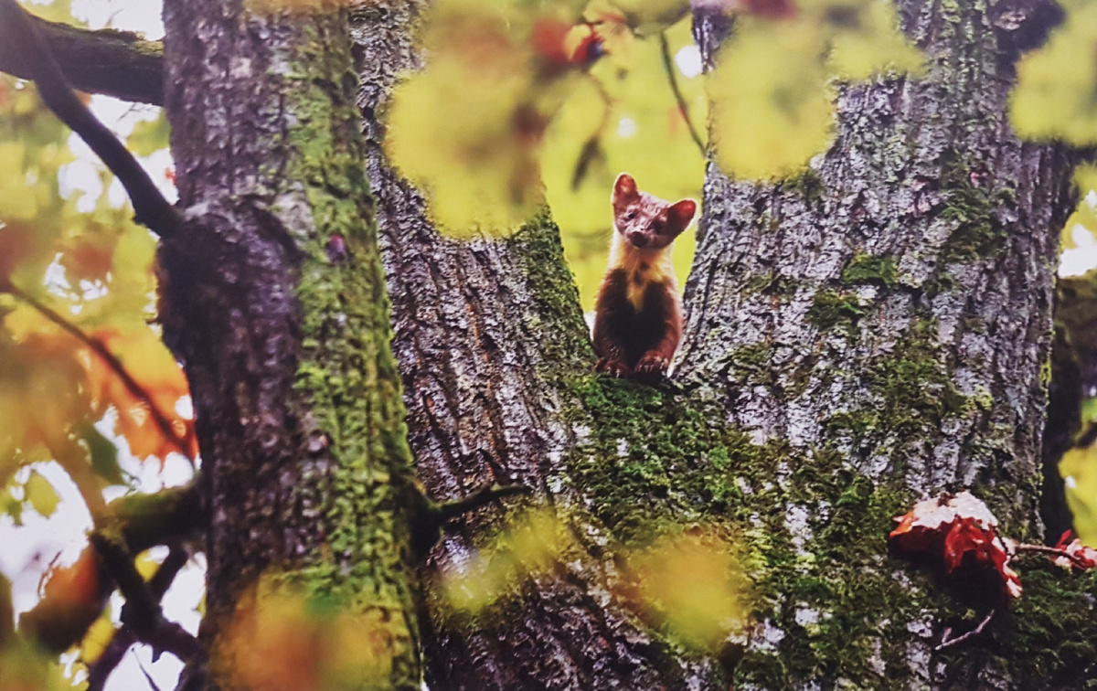 Рассматривает... Фотограф Сергей Савельев (Россия). Фото с экспозиции выставки сделано автором канала 