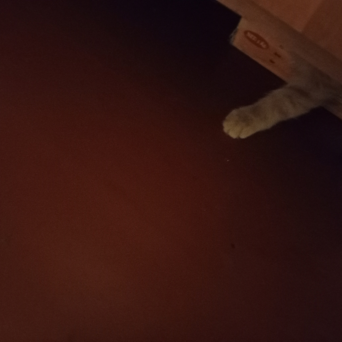 РыжиК спрятался. Личное фото автора.