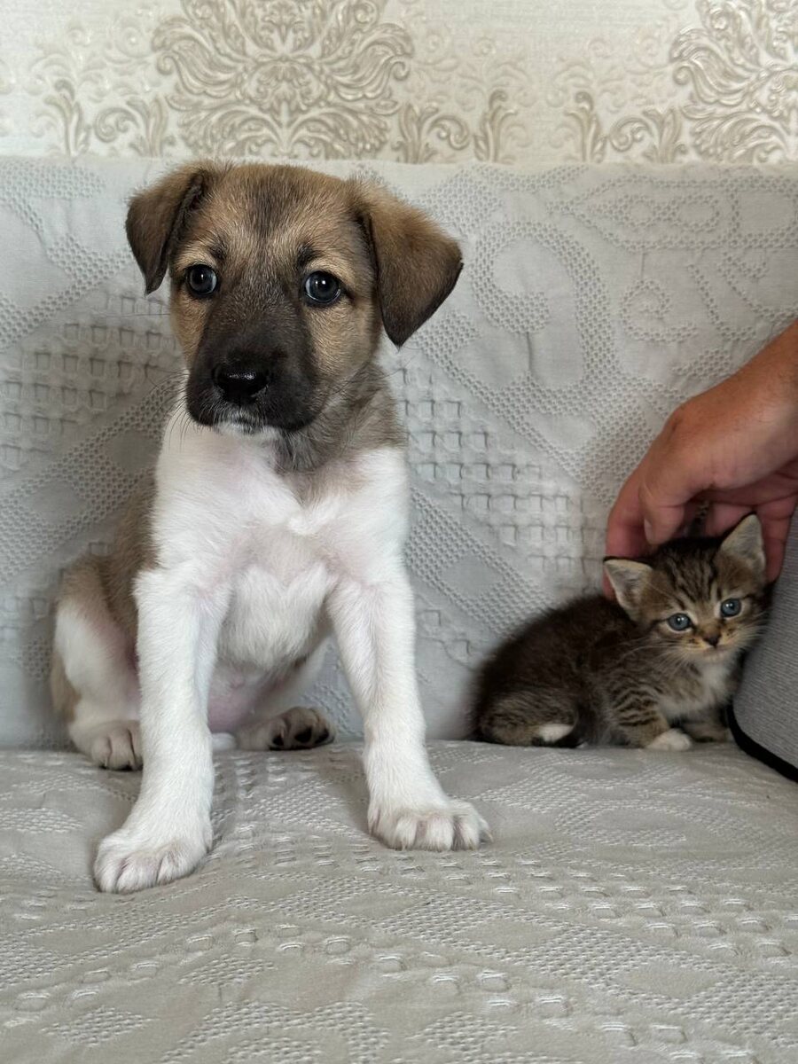 Тамагочи и Тортик. Фото из архива автора