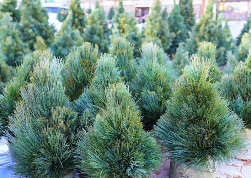 Фото пресс-службы администрации ПКГО