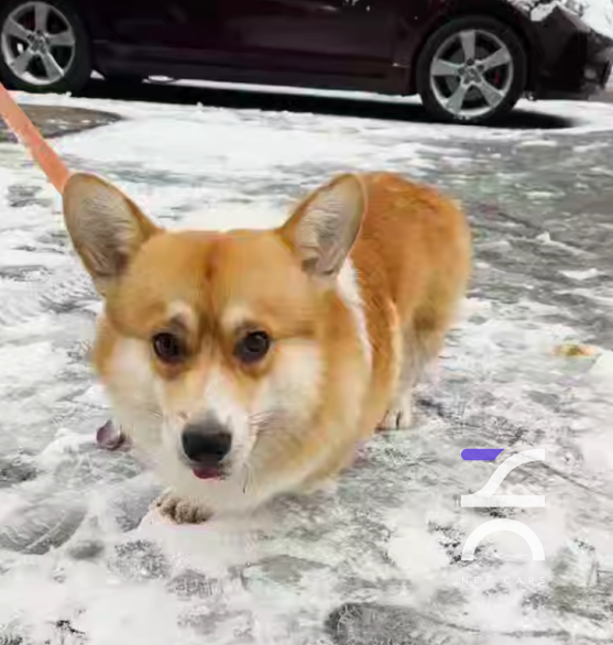 NET CARS. Корги на выдаче автомобиля, Hyundai Palisade. 