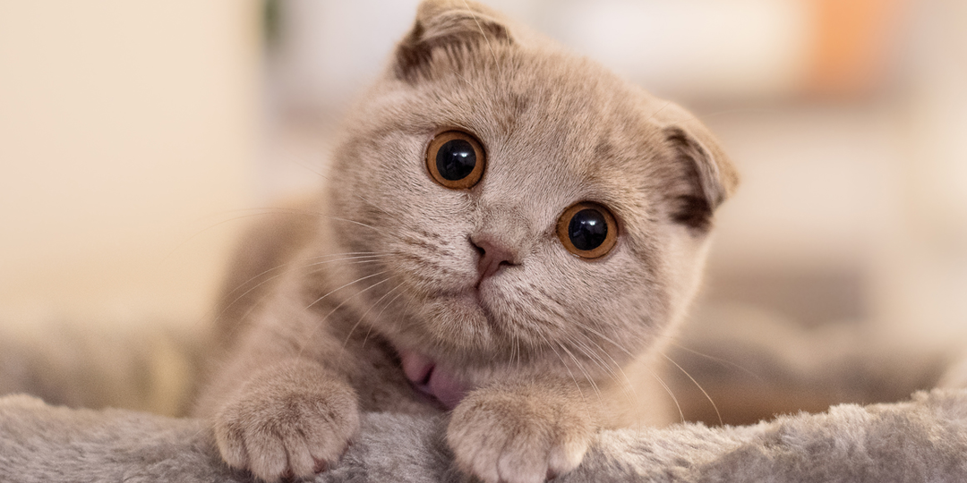 🐱Недостатки шотландской породы кошек, о которой умалчивают заводчики при продаже котят