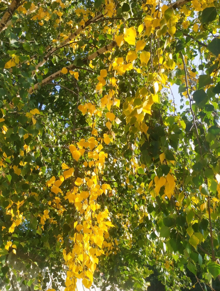 Сентябрьская берёза того времени =)