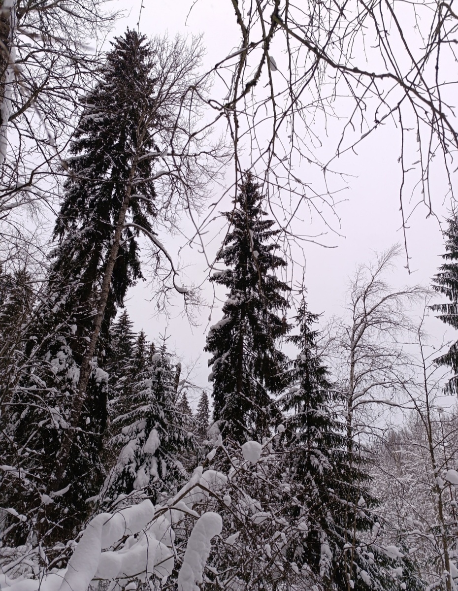 Январский лес этого времени =)
