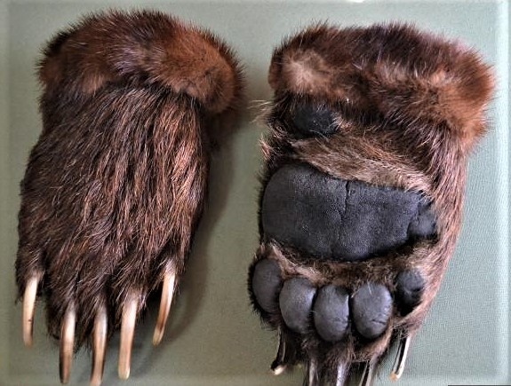 1. Медвежьи лапы