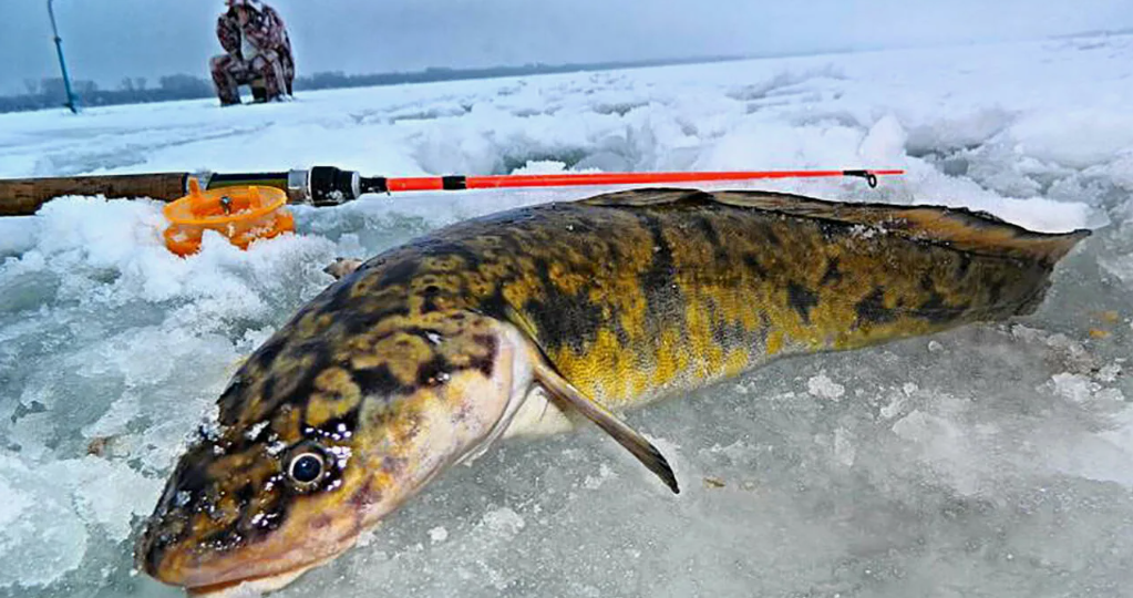 Объявлены ограничения на вылов рыбы
