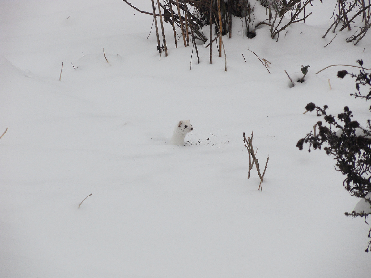 Зоологи называют стратегию горностая использованием «субнивального пространства» — слоя между землёй и снегом, где температура редко опускается ниже 0°C. Фотография: Mustelida, CC-BY-SA-3.0