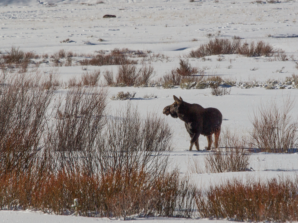 С точки зрения физиологии, передвижение по снегу — одна из самых энергозатратных задач: требует в 5–8 раз больше энергии, чем во время бега по твёрдой земле. 