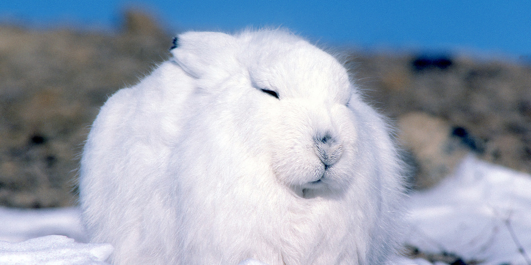 Зимние снегоступы: 10 животных, которые быстрее всех бегают по снегу