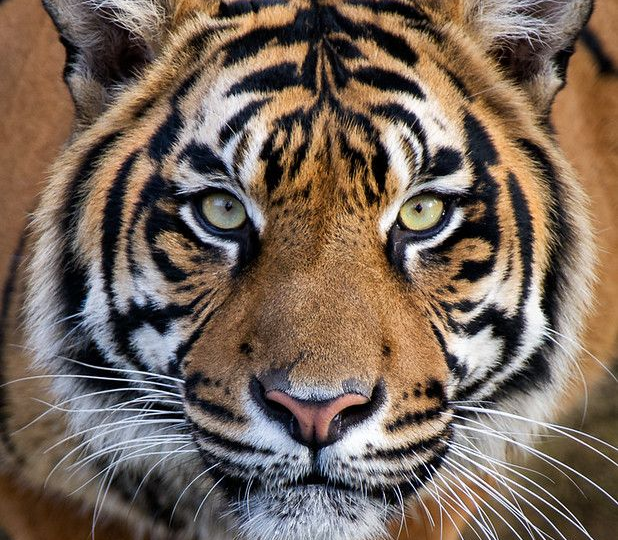 12 самых грозных хищников природы