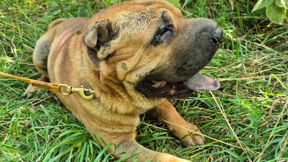 🏡 Тимофей – Шарпей с Большим Сердцем – Ищет Свой Дом! 🏡