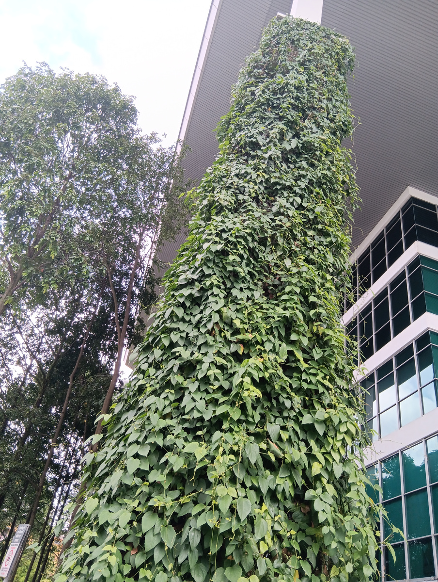 Зелёные колонны, много вертикального озеленения