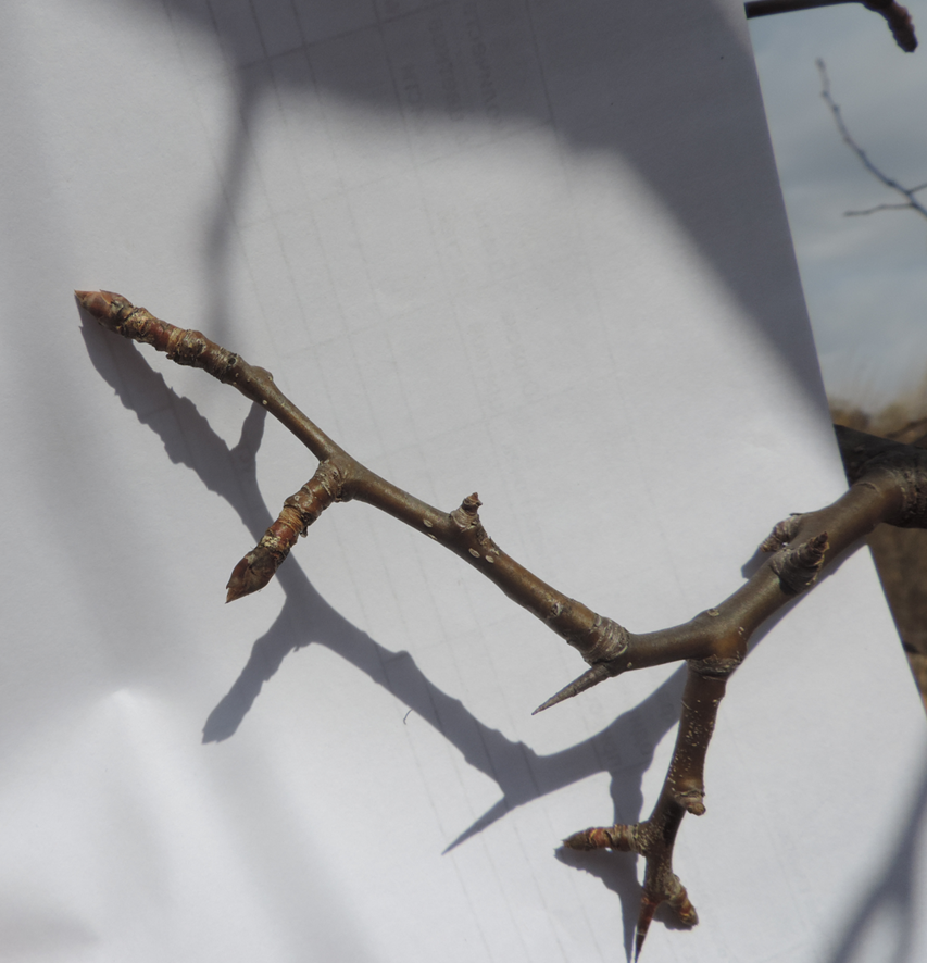 Плодовые почки у груши крупные и отстоят под углом 90 градусов. 