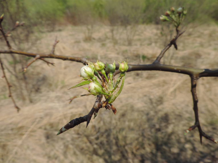 Соцветия у груши развиваются на вершинах почек, поэтому плодоношение и называется верхушечное. Обратите внимание, что не из каждой почки образуется соцветие.. В данном случае можно видеть копьецовый тип плодоношения - цветковые почки развиваются на копьеце. Но только онда из них содержит зачатки соцветия, а другая - только зачатки листьев и побега.