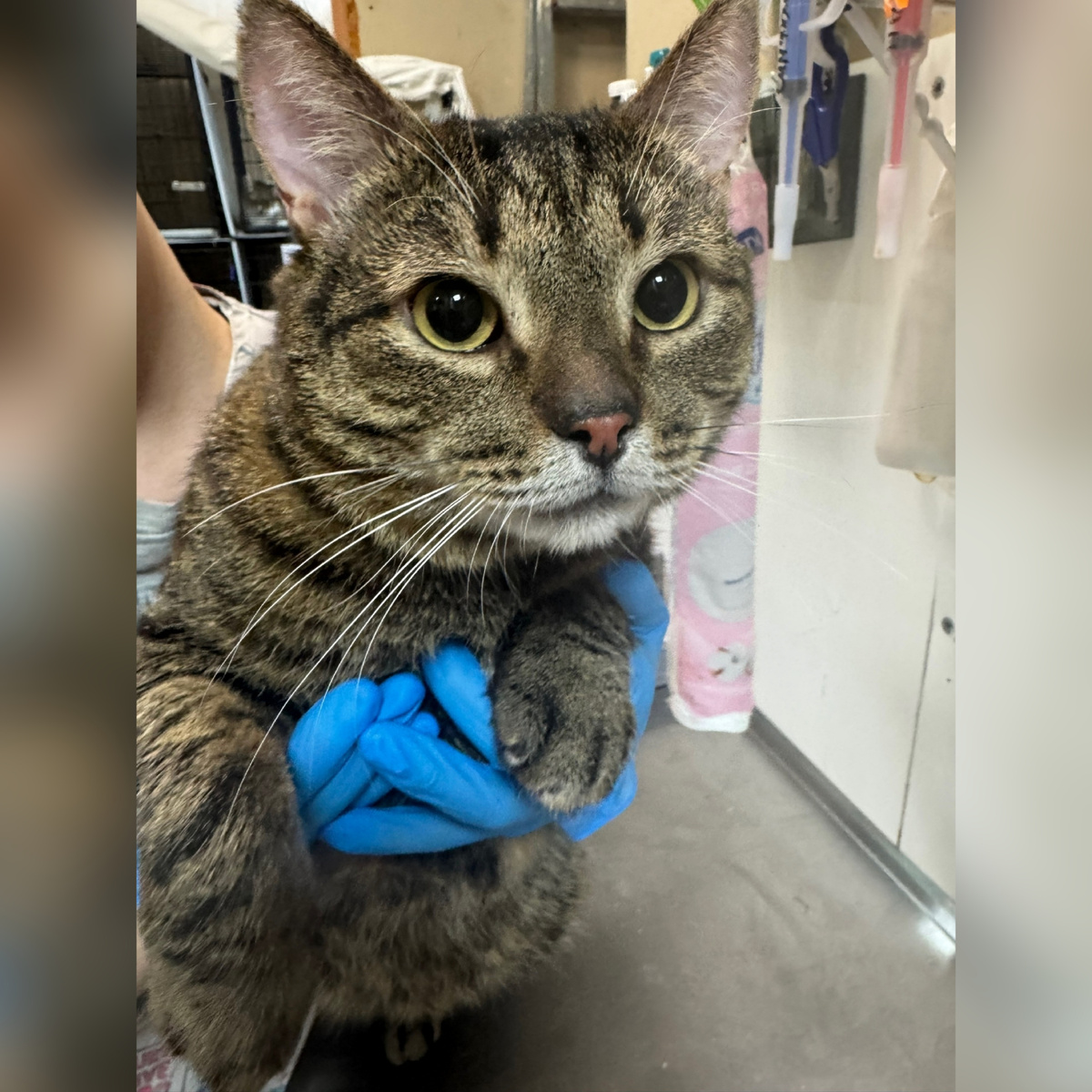 Красавчик Фрегат приехал с передержки.