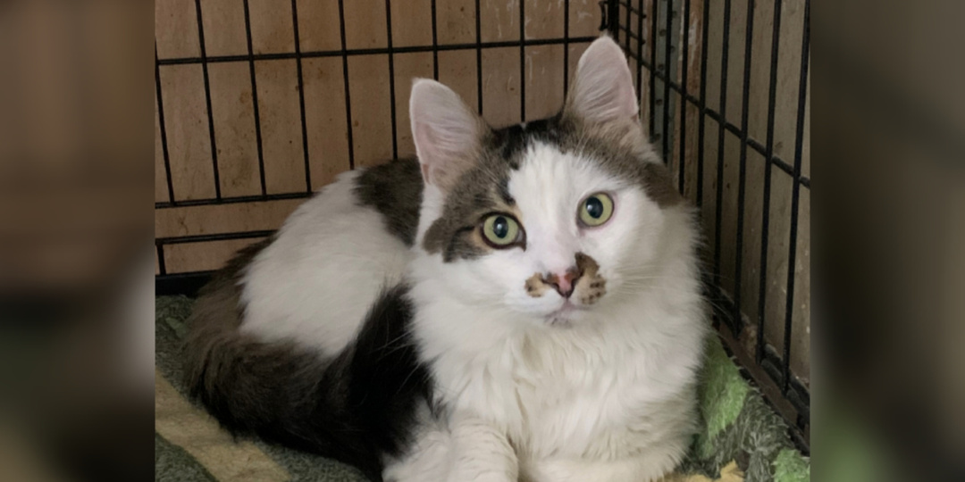 Просим любить и жаловать наших новичков