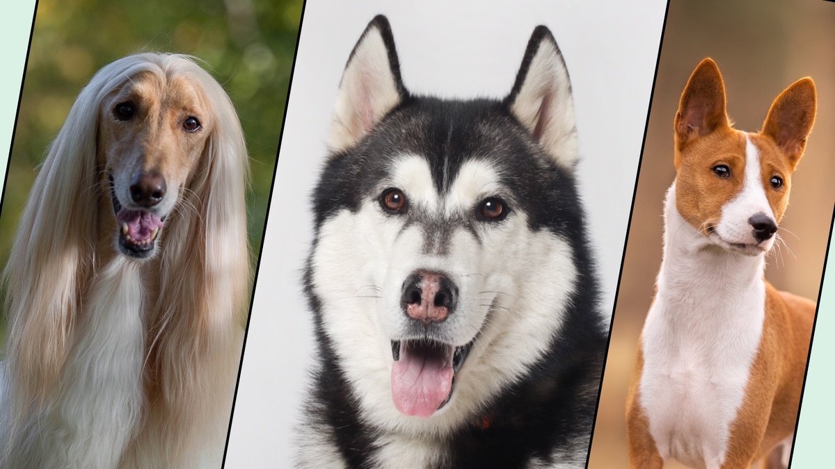 из открытого источника