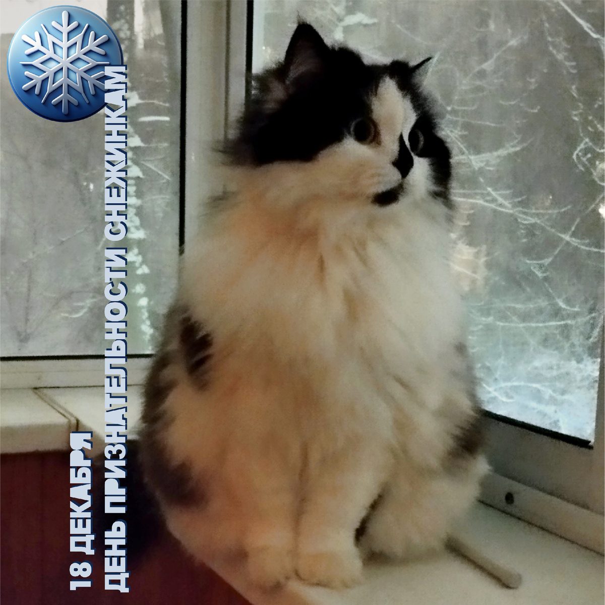 🐾 Комментарий Котейки По Имени Роршах: