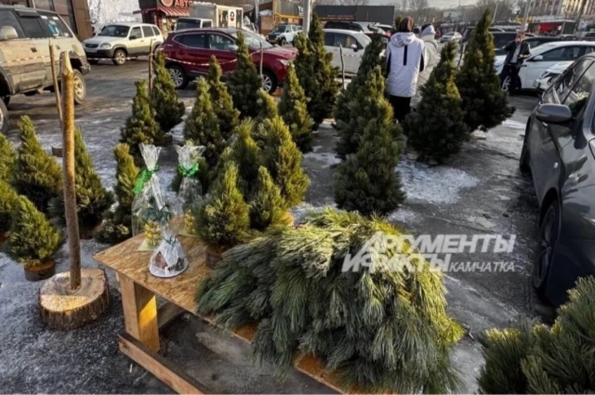    Стала известна стоимость елок на базарах в Петропавловске