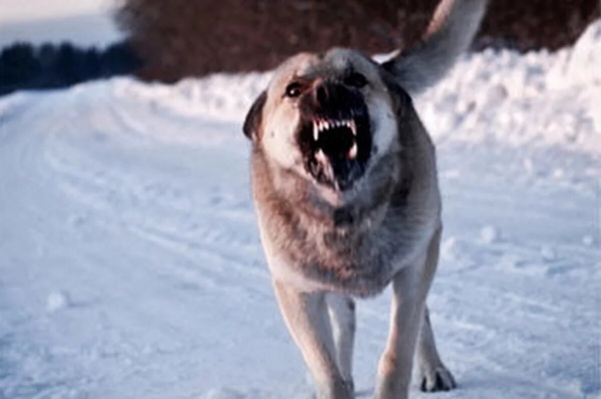    На Камчатке ребенку, пострадавшему от нападений собаки, выплатят 50 тысяч