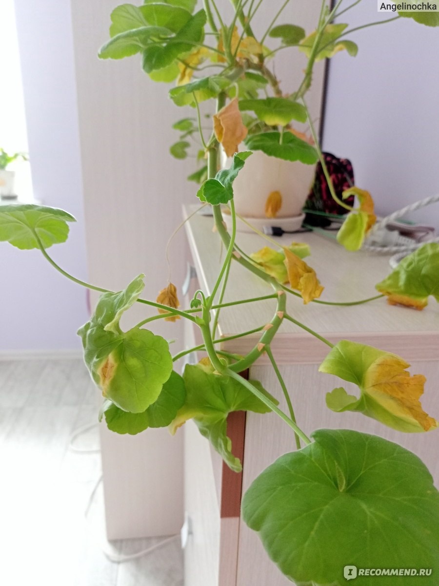 Фото интернет.