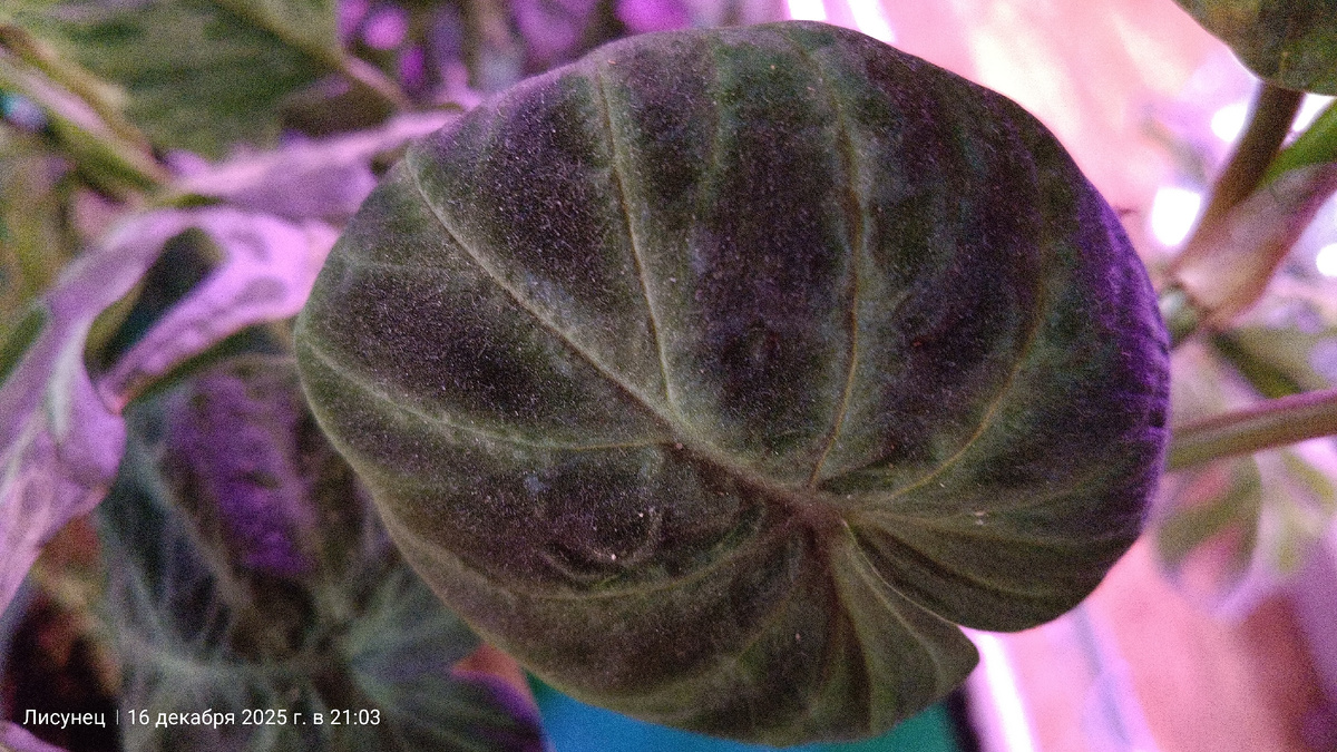 Филодендрон.Фото автора