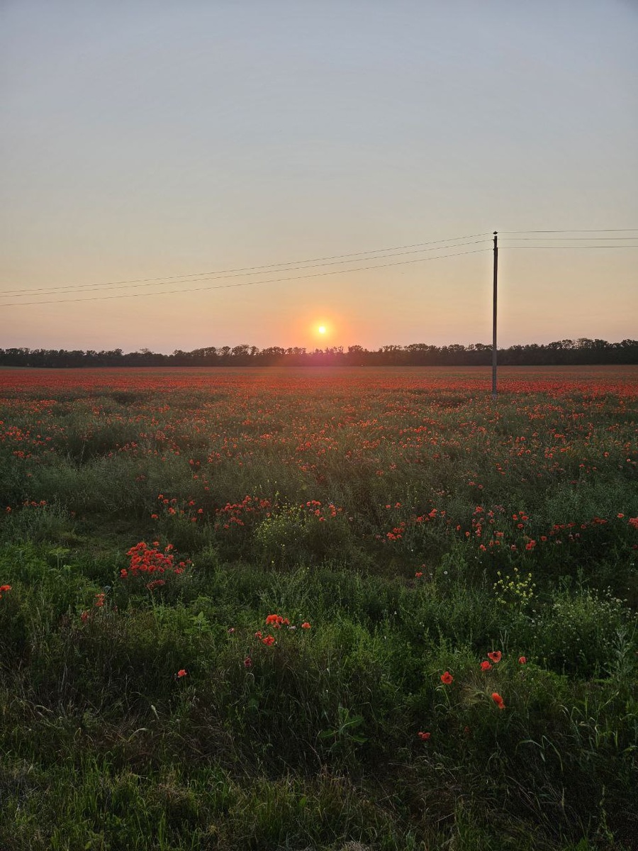 Краснодарский край, лето, цветение маков 