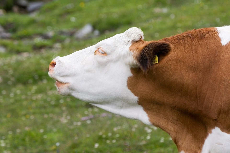    - Далеко, далеко на лугу пасутся ко... Копилки! Фото: Jorn FRIEDRICH/Global Look Press