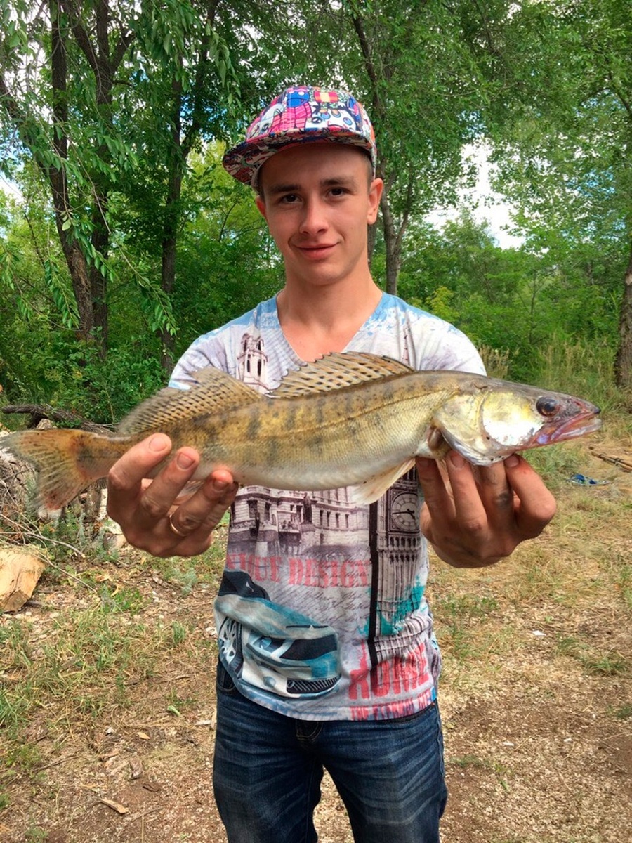    Вероятно, кольцо слетело во время купания, а судак принял его за добычу. Фото: Личный архив Дмитрия Кандашкина