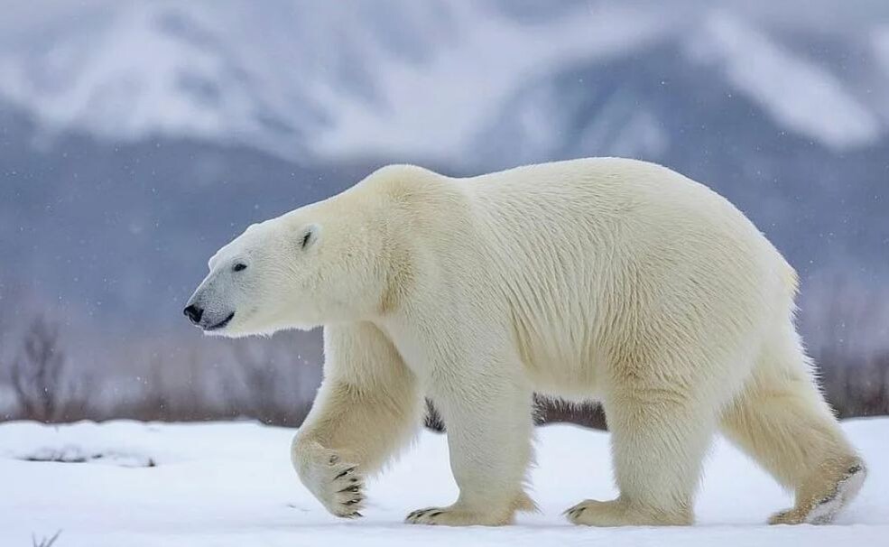 Белый медведь в своей стихии