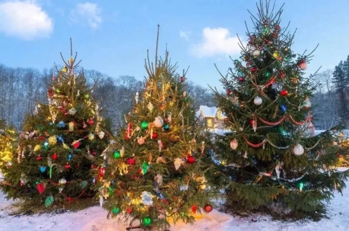    С 20 декабря в Хабаровске заработают новогодние ёлочные базары