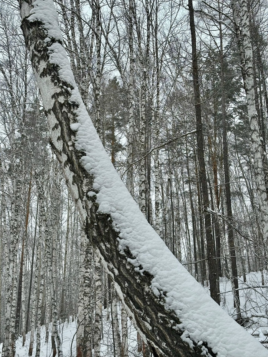 "Снежными" фотографиями щедро снабжает дочь