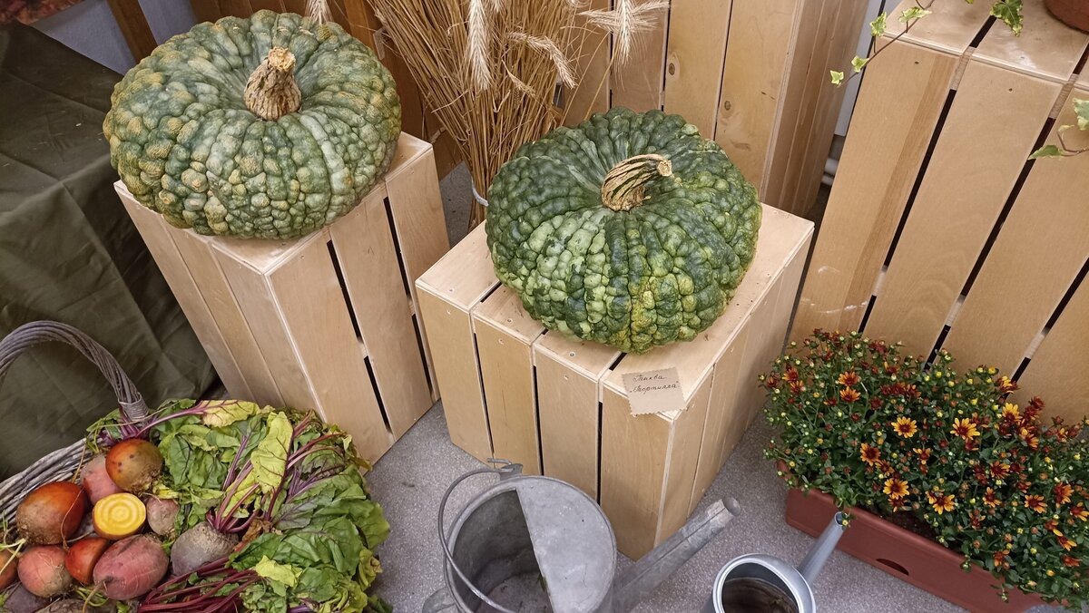 Тыква Тортила необычная и тактильная. Не забываем листать карусель