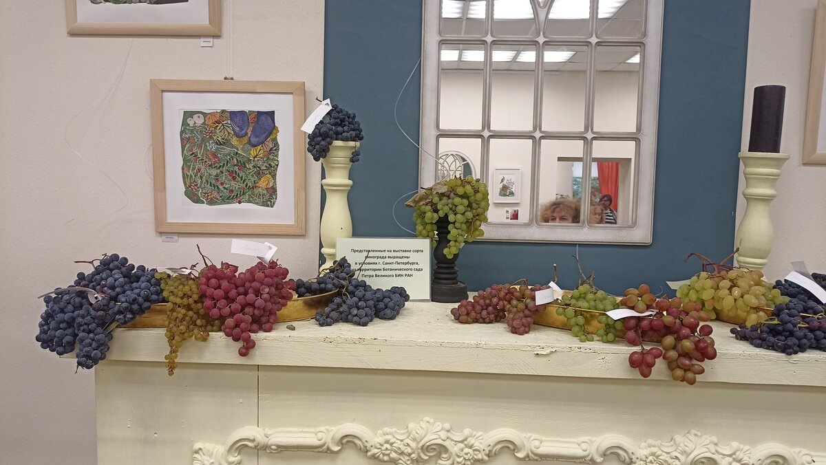 Виноград разных сортов