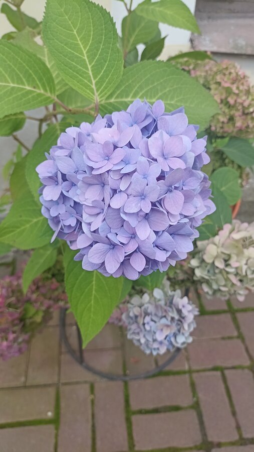 Её Величество - Гортензия! В галерее еще много цветов