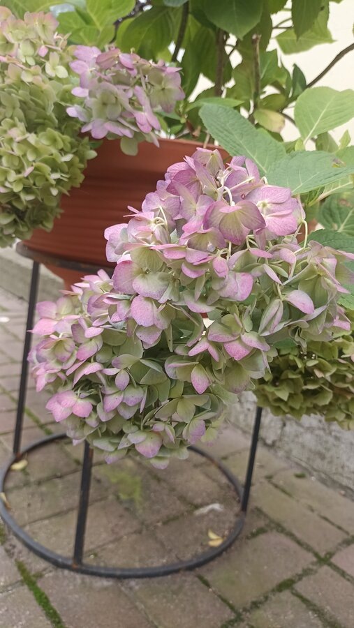 Нежная красота