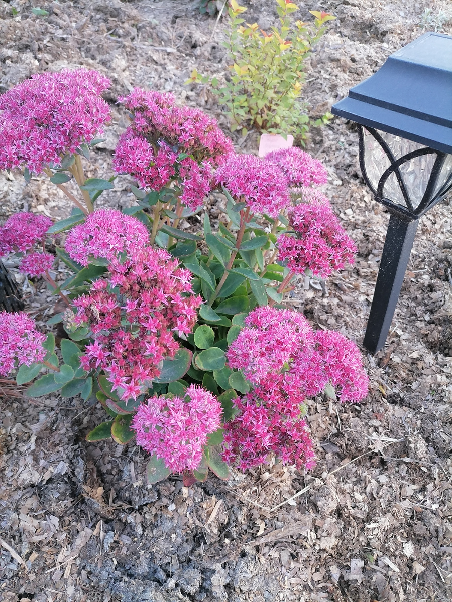 Очиток Карл