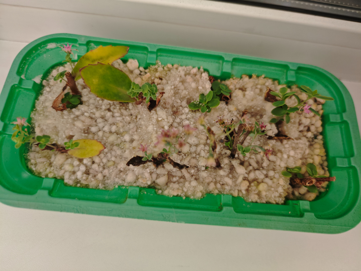 Череночки на окне