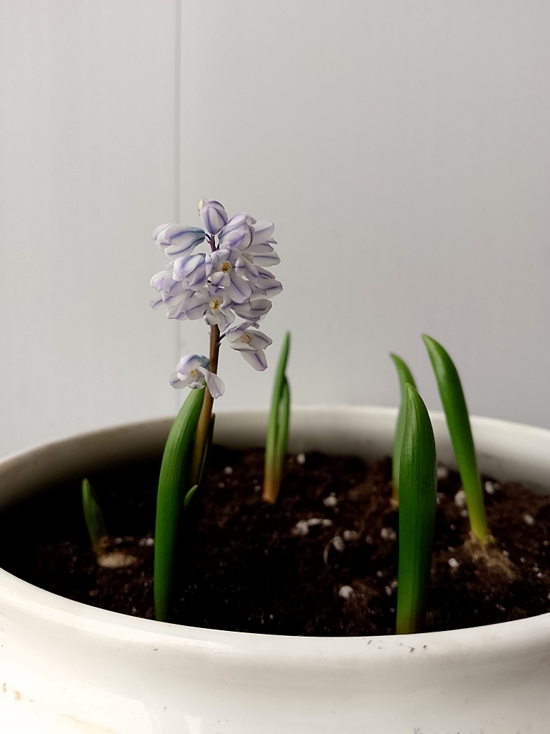 Конец февраля 2025 года. Чуда так и не случилось - единственная Пушкиния, которая зацвела