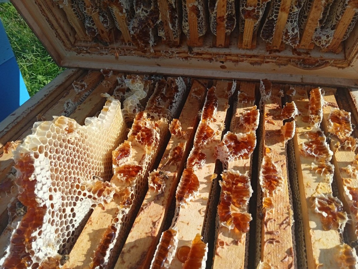 Гречишный мёд, собранный в этом сезоне 