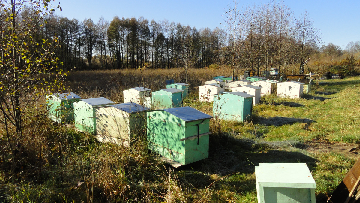 Моя пасека 2010-2013 год