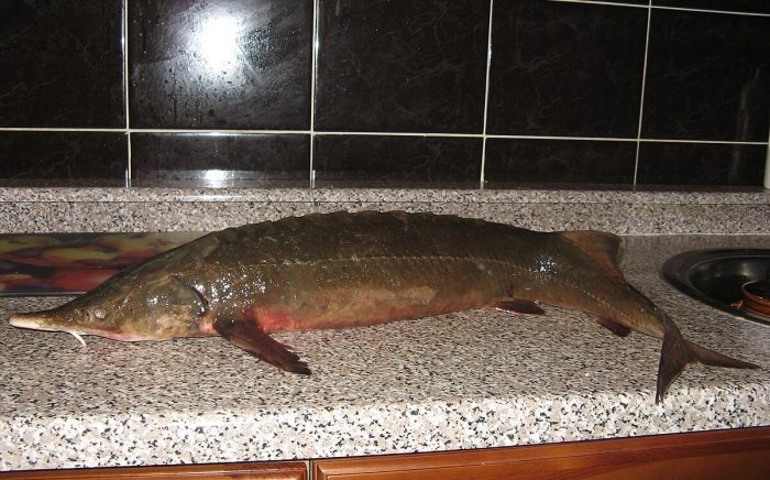 Фото: Lone Guardian, Википедия