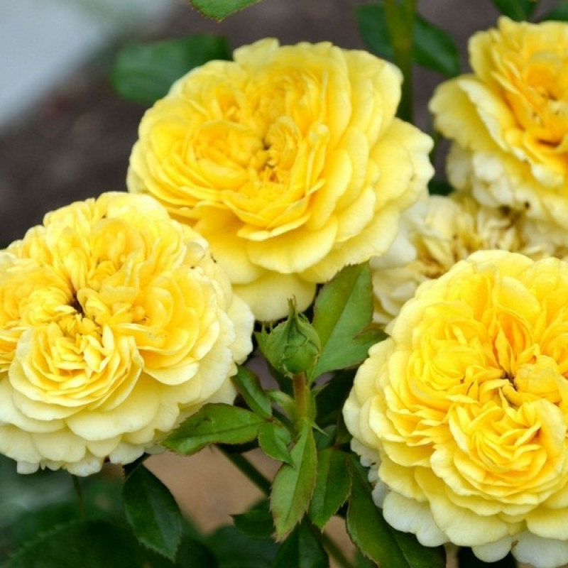 Фото из свободного доступа