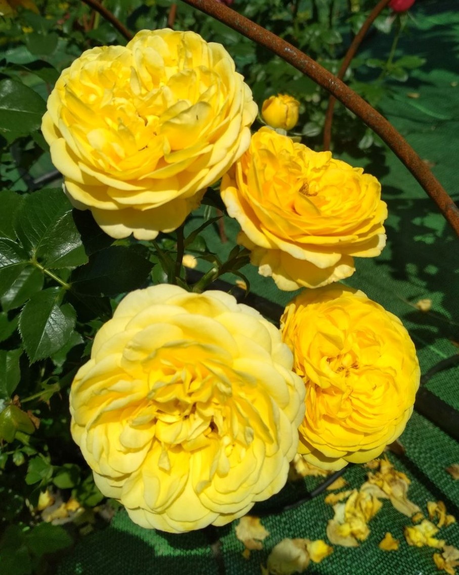 Фото из свободного доступа