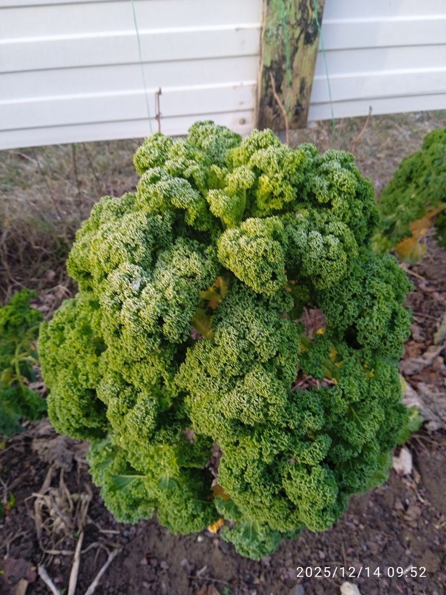   Слегка  подмороженная   Кале  в  декабре , ну разве не   чудо  ?