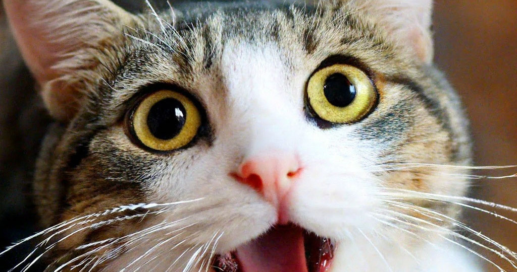 Рак языка 4ой степени и Я. Часть 320. Результаты ПЭТ КТ. ЧЛХ. Рутиина.