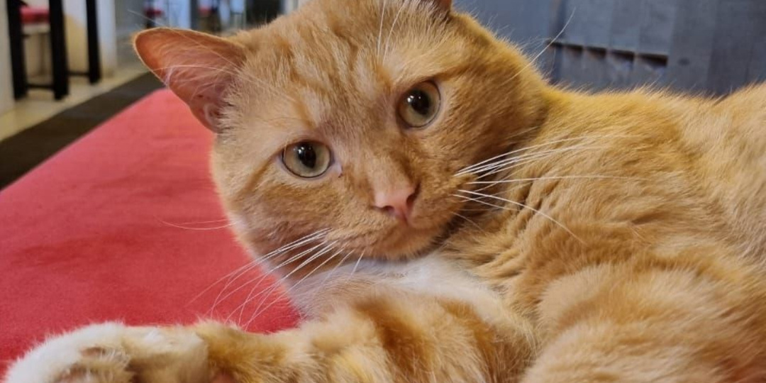 Учёные объяснили, почему кошки будят хозяев по утрам